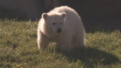 Polar Bear Cub Makes Public Debut At Columbus Zoo And Aquarium Khqa