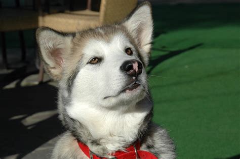 22 Unique Alaskan Malamute Names With Pics My Pets Routine
