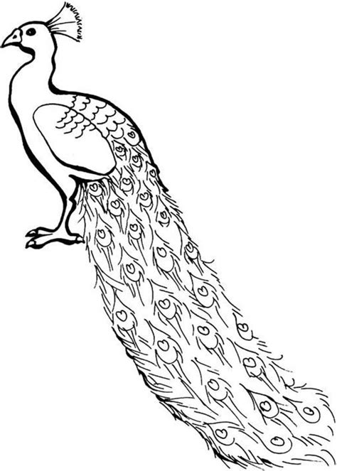 0 ratings0% found this document useful (0 votes). Cartoon Peacock - Cliparts.co