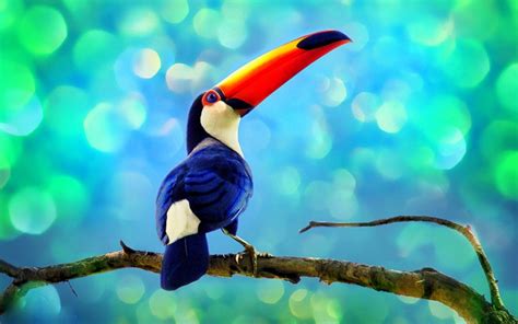 Toucan Parrot Bird Tropical 16 Wallpapers Hd Desktop