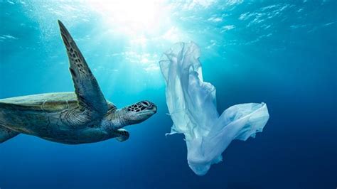 Great Barrier Reef Becomes Plastic Pollution Dumping Ground Photos