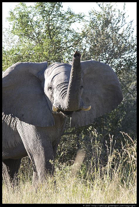 Photograph By Philip Greenspun Elephant 04