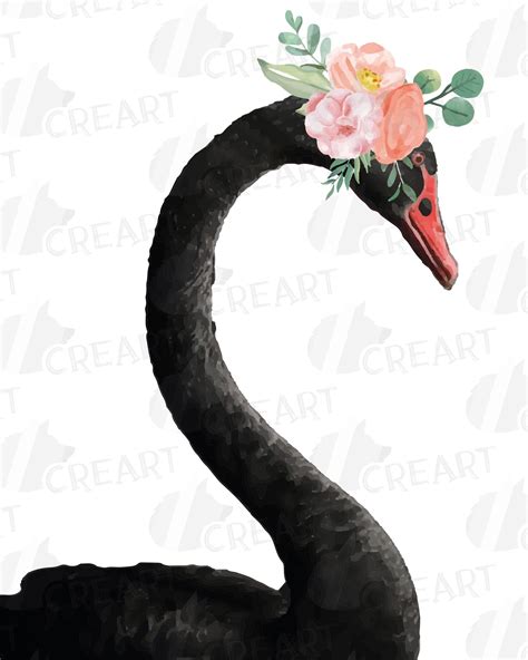 Black Swan And White Swan With Blush Floral Crown Clip Art 291698