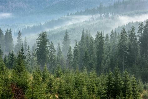 Dense Pine Forest In Morning Mist Foggy Pine Forest Premium Photo