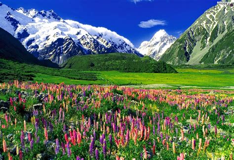 Meadow Snowy Mountains Flowers Beautiful Views Wallpapers 1920x1314