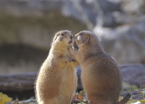 Richardson Ground Squirrel Showing Love Smithsonian Photo Contest