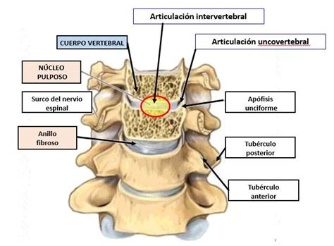 Articulaciones Intervertebrales De Las VÉrtebras Cervicales Dolopedia