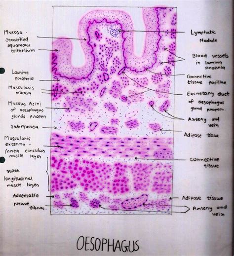 Histology Digestive System Histology Block With Moore At Ross My XXX