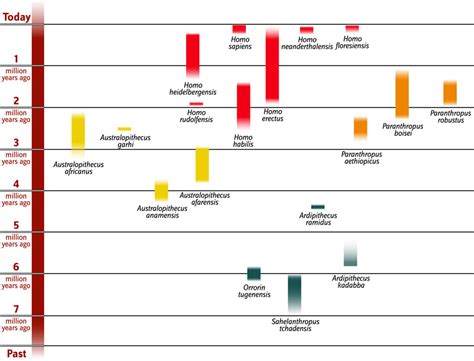 Hominid Evolution Timeline By Karen Carr For Smithsonian National