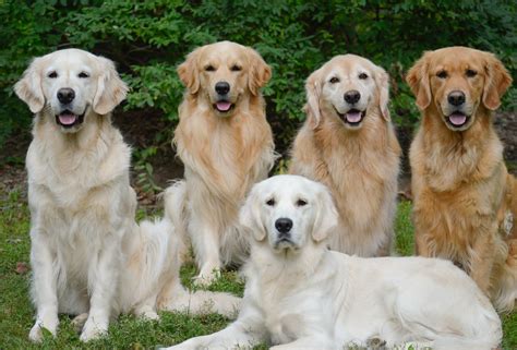 Golden Retriever Dog Breed Information Images Characteristics Health