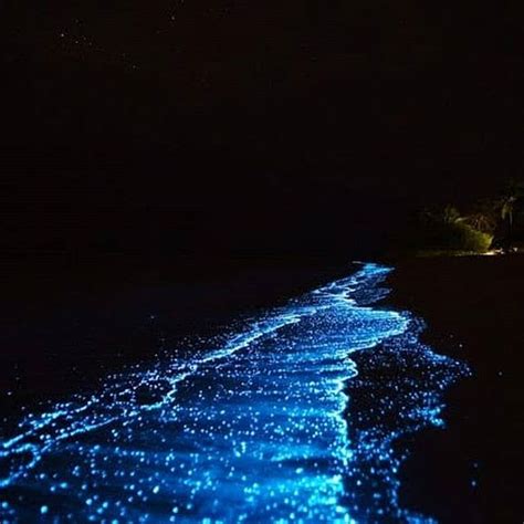 Bioluminescence Au Costa Rica Comment Assister à Ce Spectacle