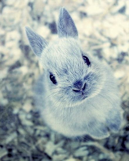 Snow Rabbit On Tumblr