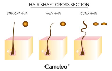 Curly Hair Problems And Care Cameleo On Your Hair