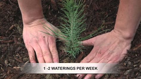 How To Grow Pine Trees From Seed Herbal Plant Power
