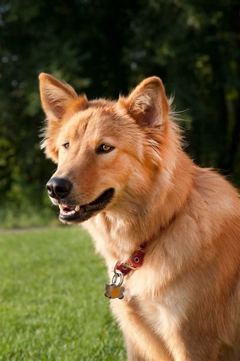 Goberian Dog Breed Everything About Golden Retriever Husky Mix
