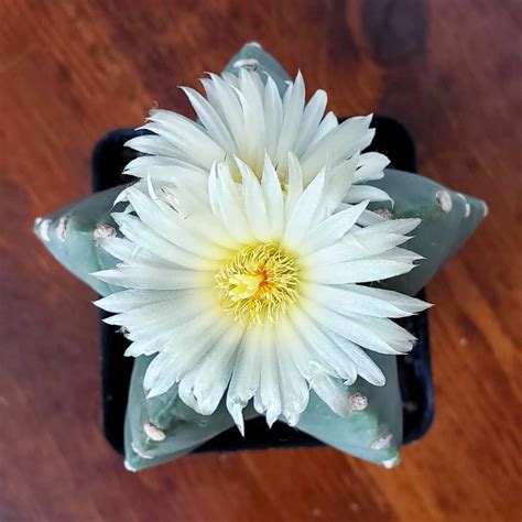 Too much water weakens and blackens a cactus plant's tissues. Overwatered Succulent Remedies: Everything You Need To Know