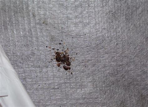 What Are Signs Of A Bed Bug Infestation Orkin