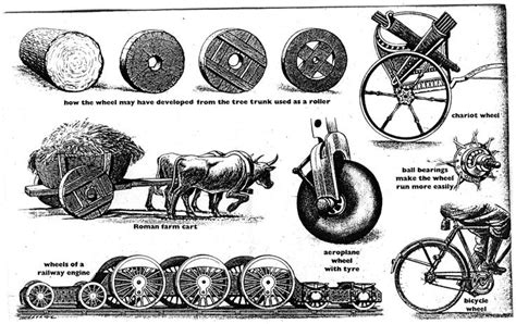 Evolution Of The Wheel Evolution Fossils