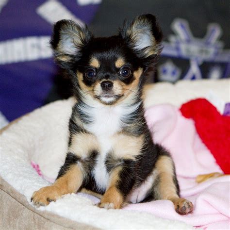 Long Hair Black And Tan Chihuahua Long Hair