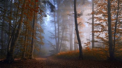 Nature Landscape Forest Fall Mist Path Trees Morning Sunlight