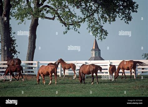 Kentucky Bluegrass Country Horse Farms Lexington Kentucky Usa 1980s