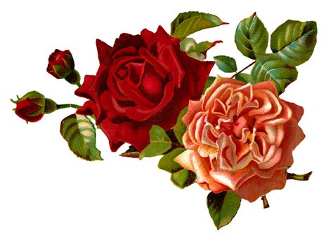 Ӝ̵̨̄Ʒ Ƹ̵̡Ӝ̵̨̄Ʒ Ƹ̵̡Ӝ̵̨̄Ʒ Ƹ̵̡Ӝ̵̨̄Ʒ Ƹ̵̡Ӝ̵̨̄ƷƸ̵̡Ӝ̵̨̄Ʒ Rose Flower Png