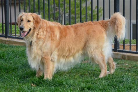 Do Golden Retriever Puppies Have Curly Or Straight Hair Ask Pet Guru