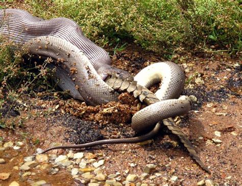 Gallery Snake Eats A Crocodile Australian Geographic