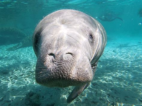 5 Best Places To See Manatees In Florida This Winter Impulse4adventure