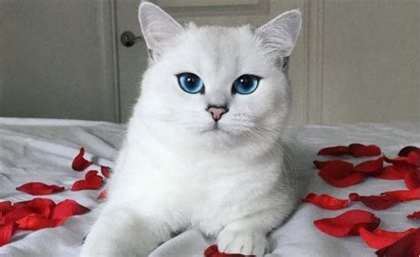 Cat Dubbed The Most Beautiful Cat In The World Your Daily Dish