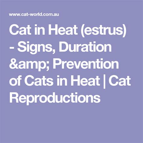 Cat In Heat Estrus Signs Duration And Prevention Of Cats In Heat Cat Reproductions Cat In