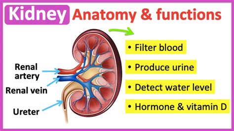 Kidney Anatomy And Function🤔 Easy Learning Video Youtube