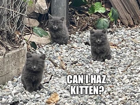 Can I Haz Kitten Imgflip