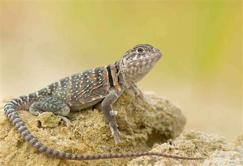 50 Fascinating Facts About Lizards 2024s Ultimate Guide