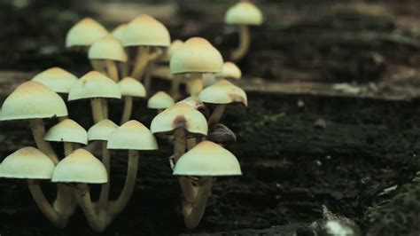 Tiny Mushroom Moss Macro Wallpapers Wallpaper Cave