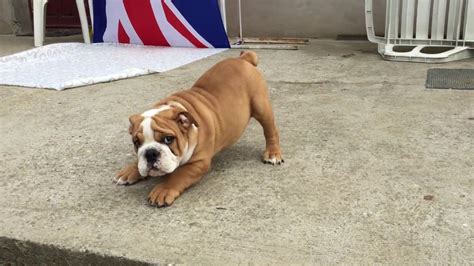 If they offer you a puppy and the price is well below that of the regular price be aware that bulldogs price ranges between $ 2,500 to $ 20,000. 3 months old English Bulldog Puppy for sale - YouTube