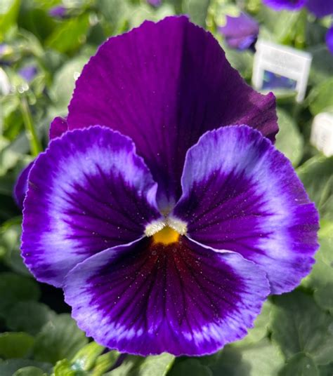 Pansies