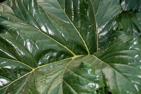 Large Wild Rhubarb Leaf Free Stock Photo Public Domain Pictures