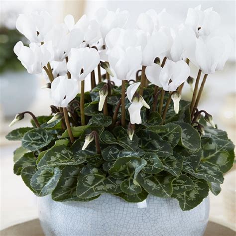Snowy White Cyclamen Plant In Bud And Bloom Garden Plants