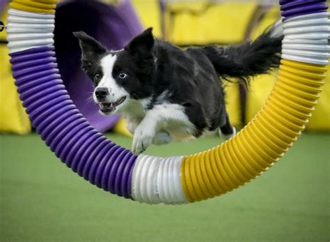 In The Pink Border Collie Wins Westminster Agility Contest