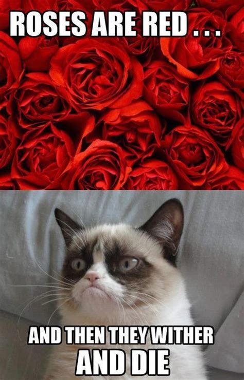Mar 21, 2018 · eating only a small part of this plant (which flowers in white, pink, or red) can be fatal. Flower, Valentines day for him and Grumpy cat on Pinterest