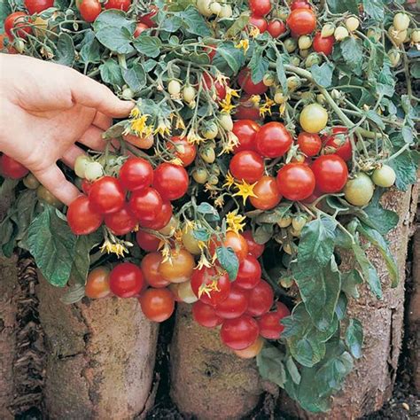Tomato Seeds F1 Tumbler Suttons