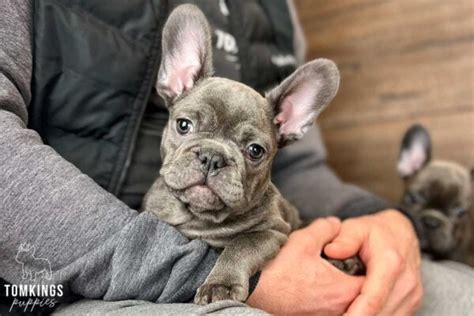 The Ultimate French Bulldog Care Guide Tomkings Kennel