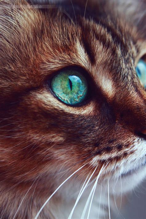 Pin By Mmnn On Kitty Blue Eyes Cats Animals Shades Of Turquoise