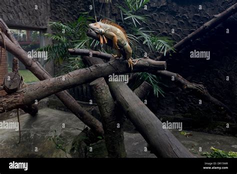 The Saigon Zoo and Botanical Garden Ho Chi Minh City Vietnam Stock