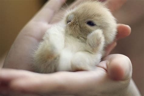 40 Adorable And Cute Small Animal Pictures