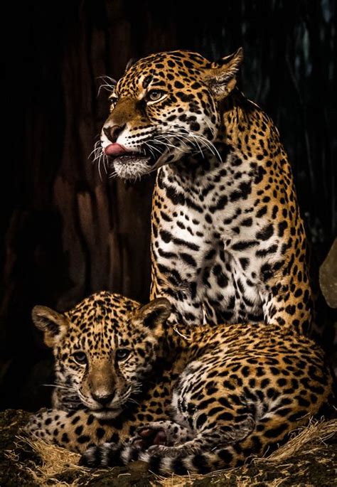 Jaguar Mom And Cub By Evesnature Meow Pinterest Mom Jaguar And Cubs