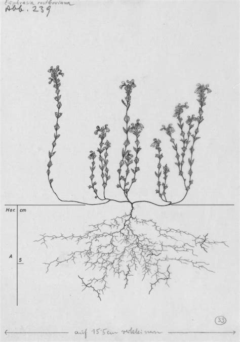 1100 Delicate Drawings Of Root Systems Reveals The Hidden World Of