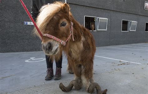 Shetland pony neglected for 10 years can barely walk due to overgrown ...