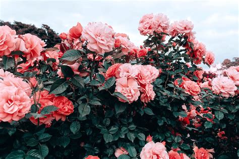 Edgy aesthetic trxsh idk wallpapers baddie background felt backgrounds making myself grunge comments awesome aestheticwallpapers wallpaperaccess. Mine is an odyssey of grace. | Flower aesthetic, Nature ...